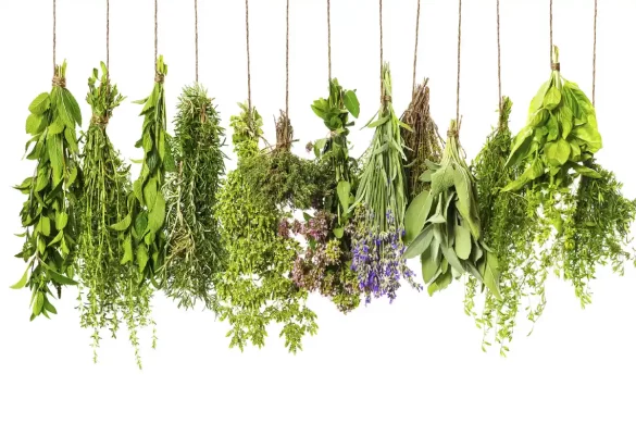 10 Common Fresh Herbs for your Health