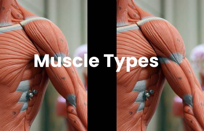 How Many Muscles are there in the Human Body 