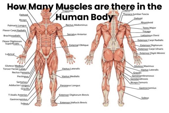 How Many Muscles are there in the Human Body