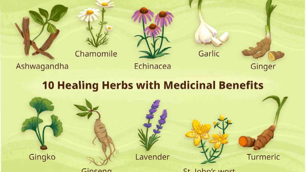 10 Common Fresh Herbs for your Health