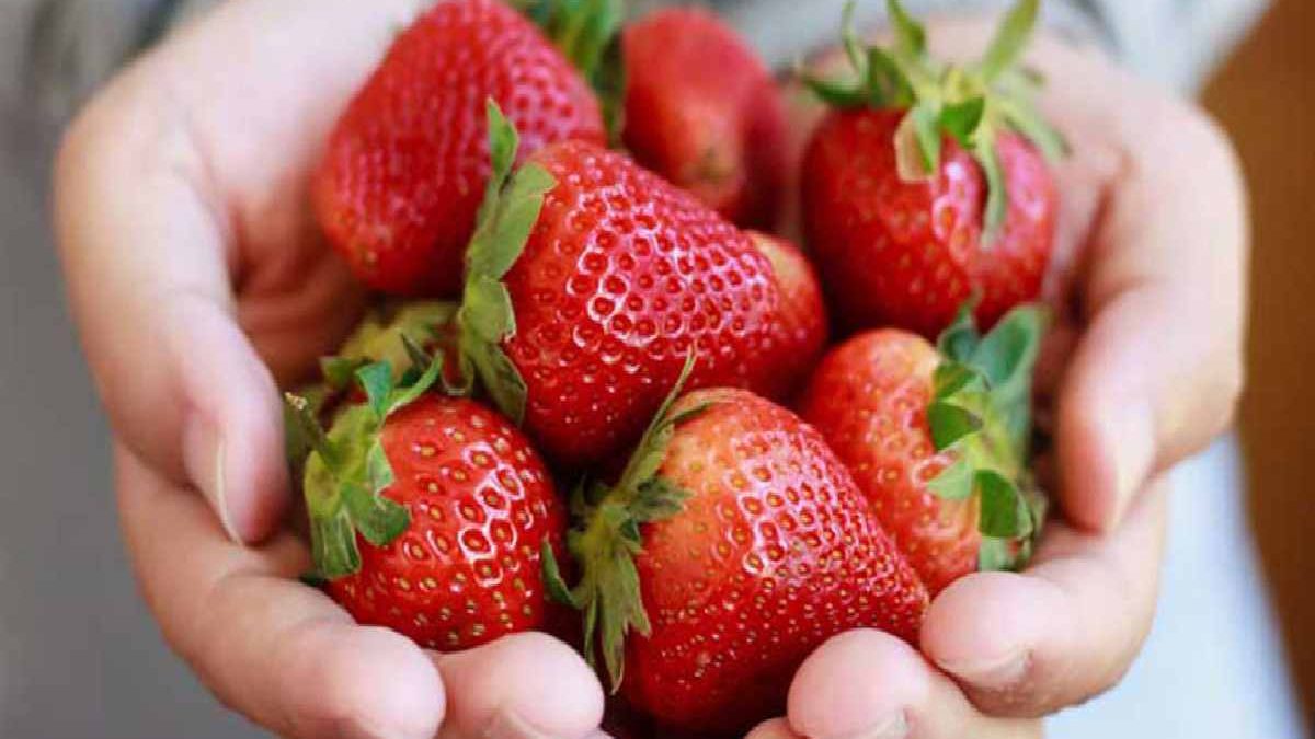 Nutrition of Strawberries’ Health Benefits