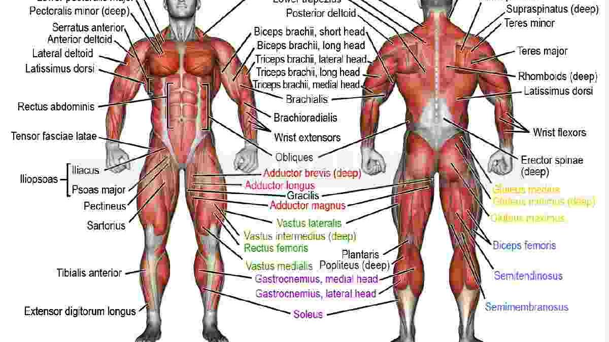 How Many Muscles are there in the Human Body