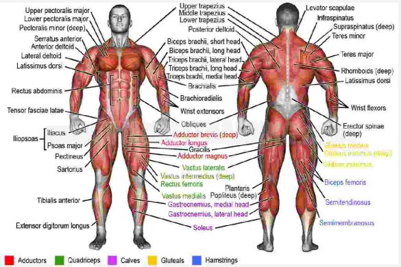 How Many Muscles are there in the Human Body